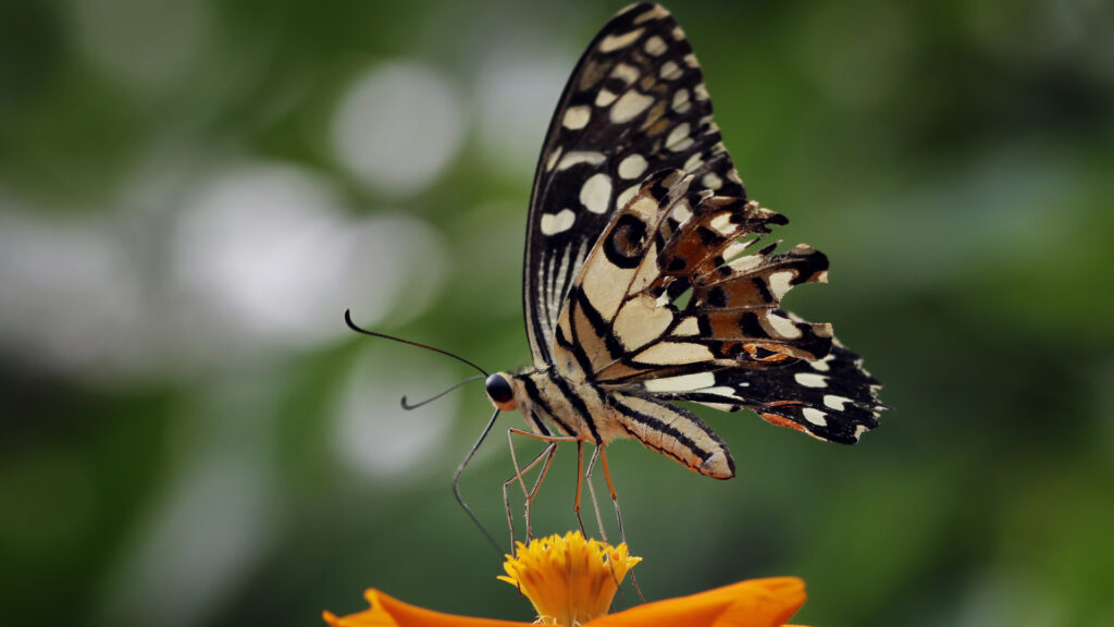 Découvrir les papillons de près : immersion dans une ferme pédagogique