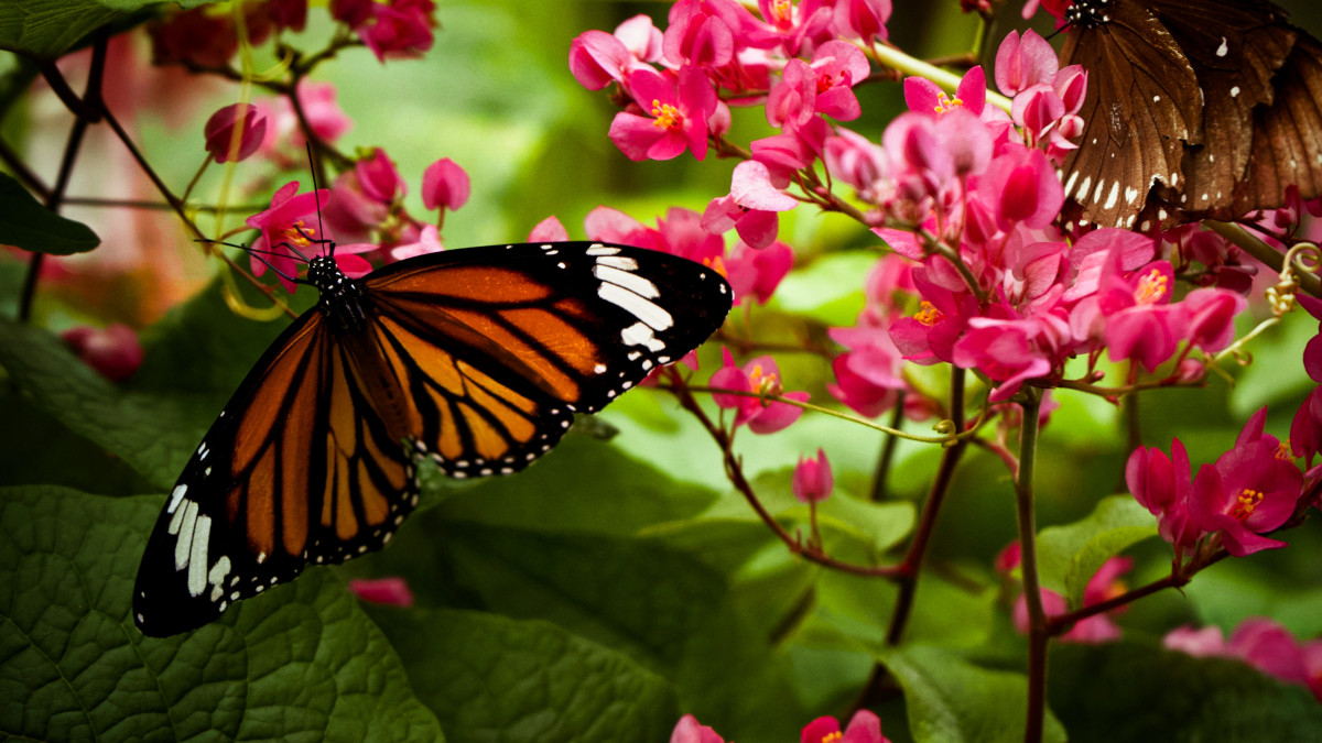 gros plan sur un papillon posé sur des fleurs